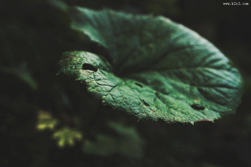 一片绿色的树叶图片