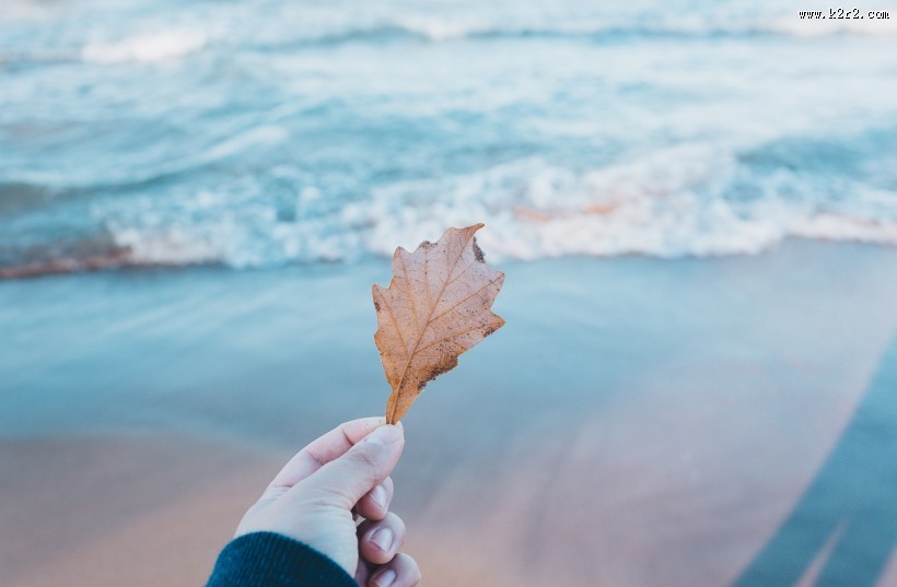 一片黄色的树叶图片