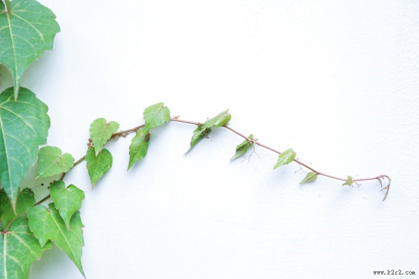 小清新绿色爬山虎图片