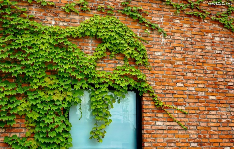 小清新绿色爬山虎图片