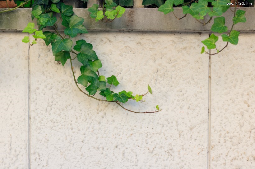 小清新绿色爬山虎图片