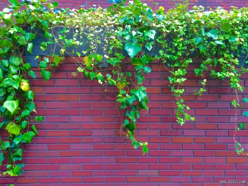 小清新绿色爬山虎图片