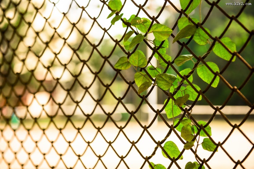 小清新绿色爬山虎图片