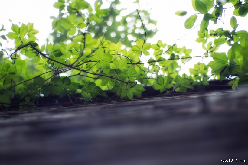 小清新绿色爬山虎图片