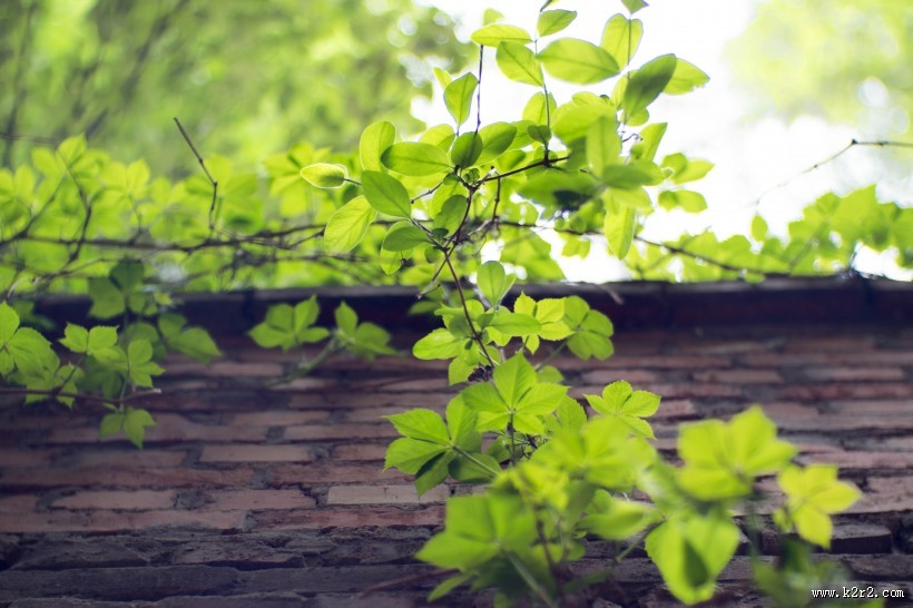 小清新绿色爬山虎图片