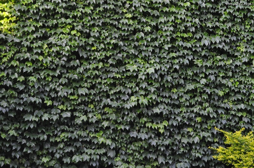 小清新绿色爬山虎图片