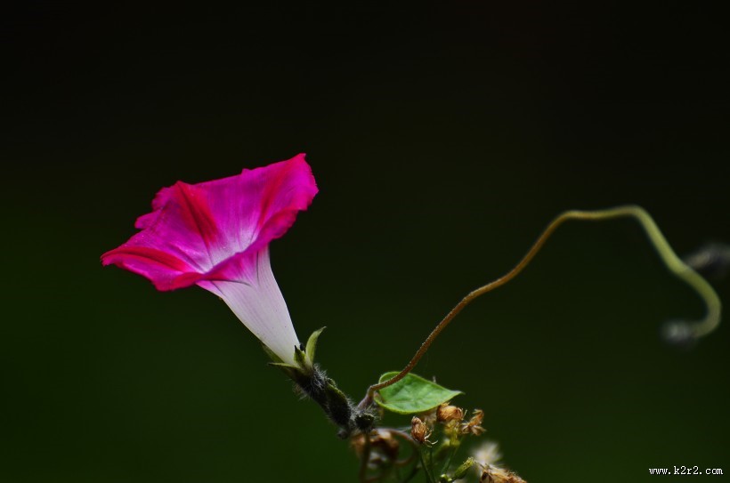 盛开的牵牛花图片