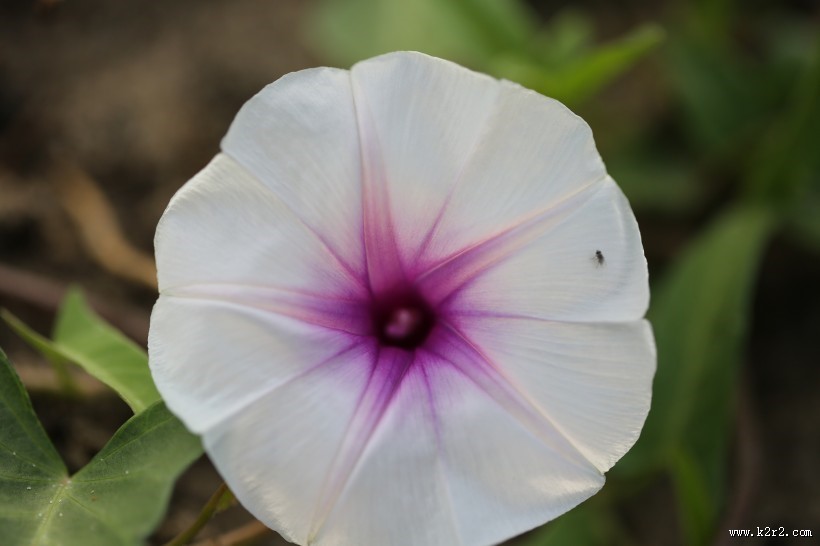 盛开的牵牛花图片