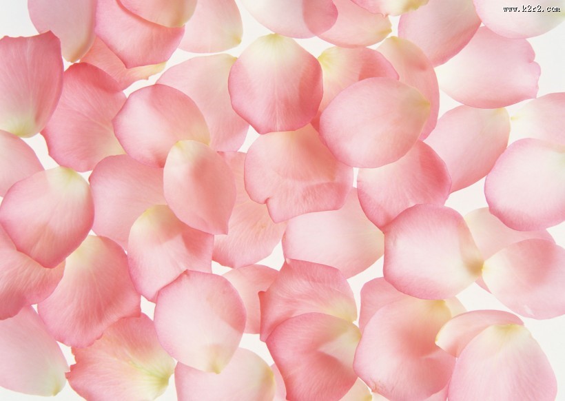 粉色的花瓣图片