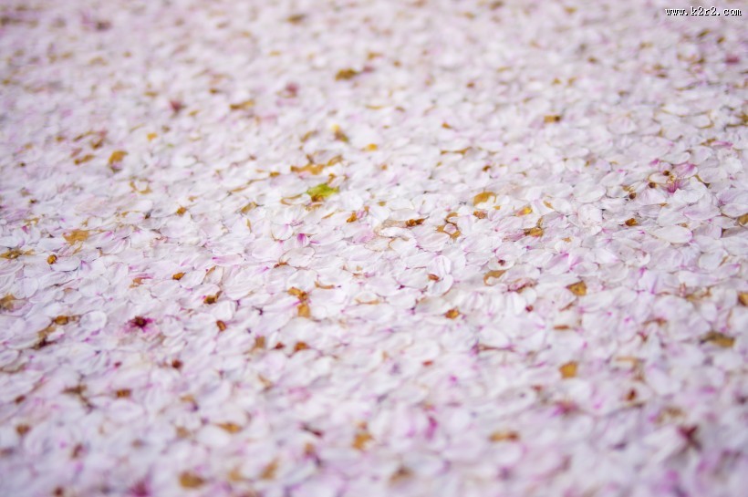 粉色的花瓣图片