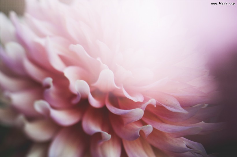 粉色的花瓣图片