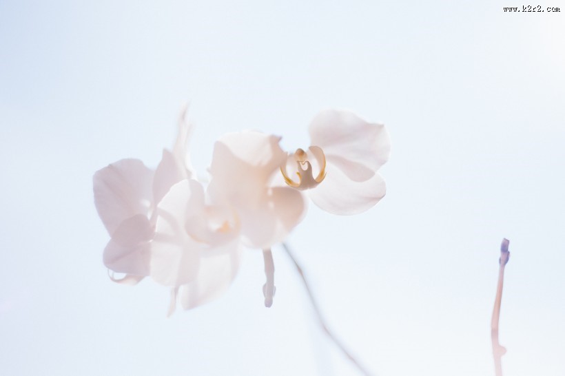 粉色的花瓣图片