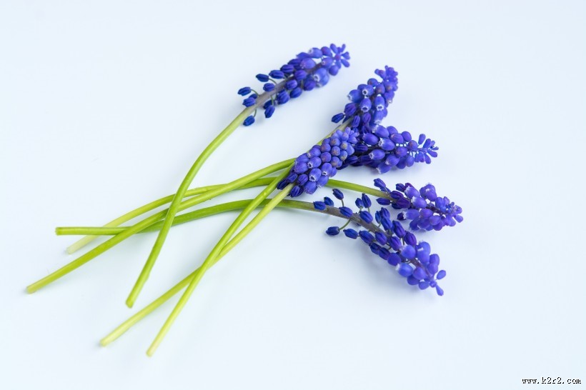 漂亮的紫色葡萄风信子图片大全