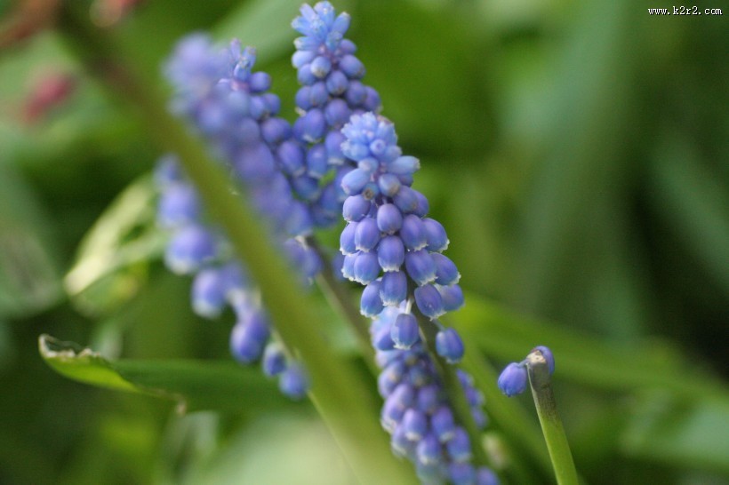 漂亮的紫色葡萄风信子图片大全