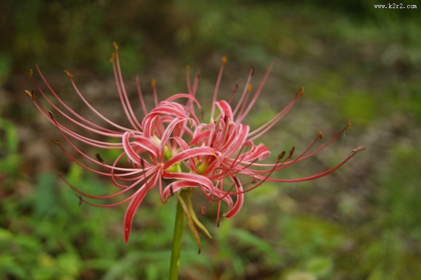 火红的彼岸花图片