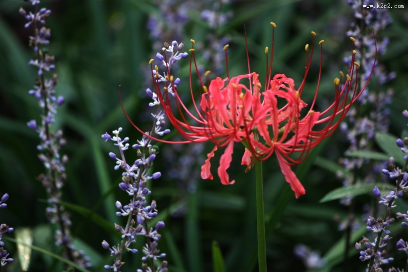 火红的彼岸花图片