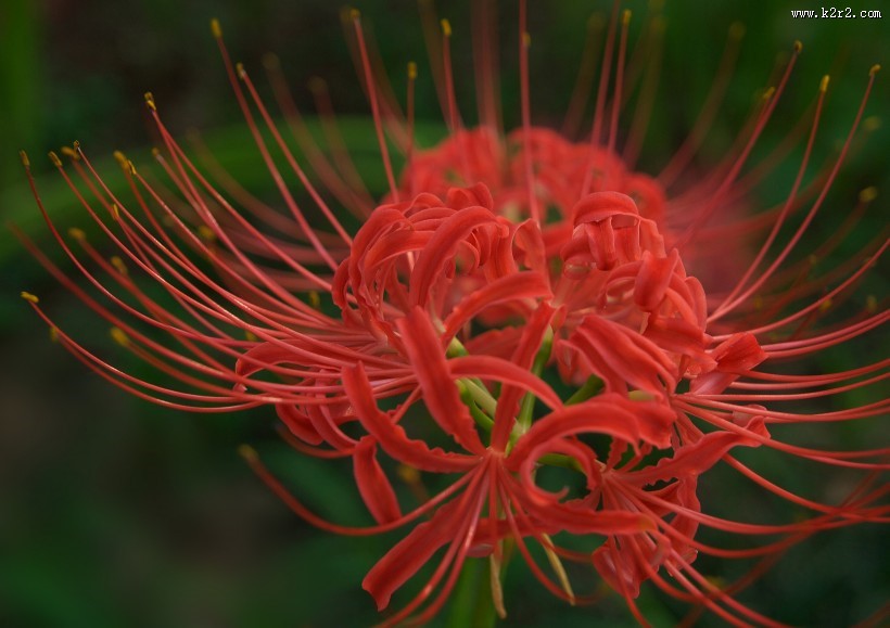 火红的彼岸花图片