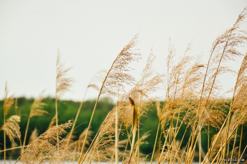 河边柔韧的芦苇图片