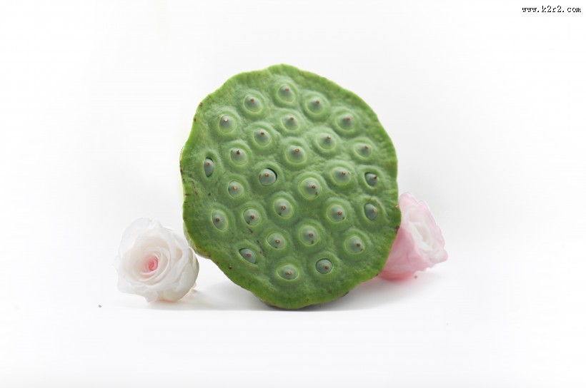 翠绿的荷花莲蓬图片