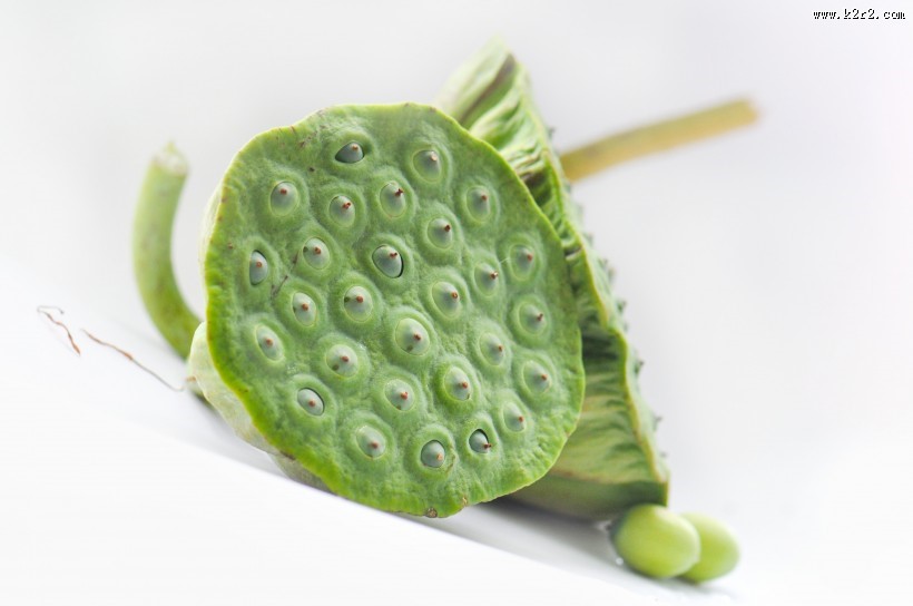 翠绿的荷花莲蓬图片