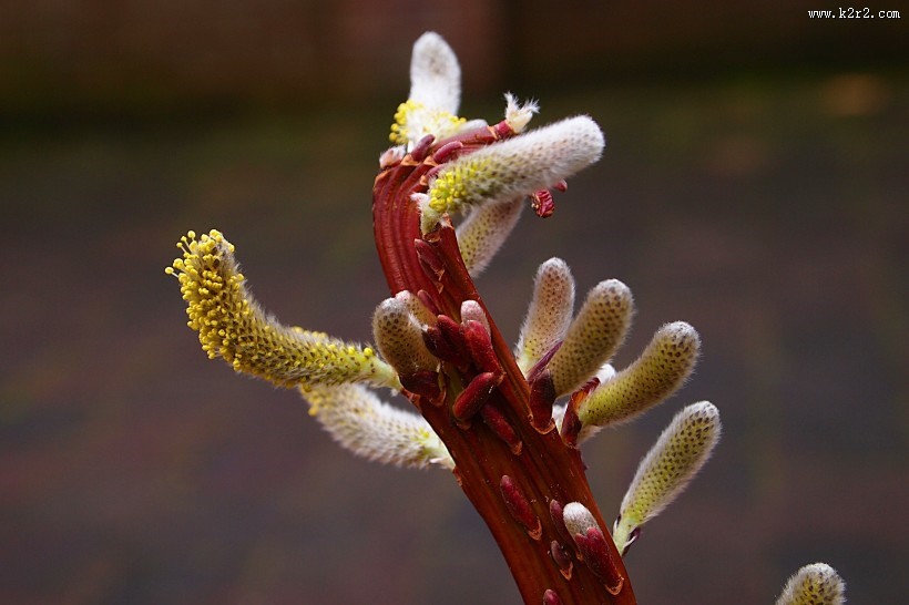 春天枝头的嫩芽图片