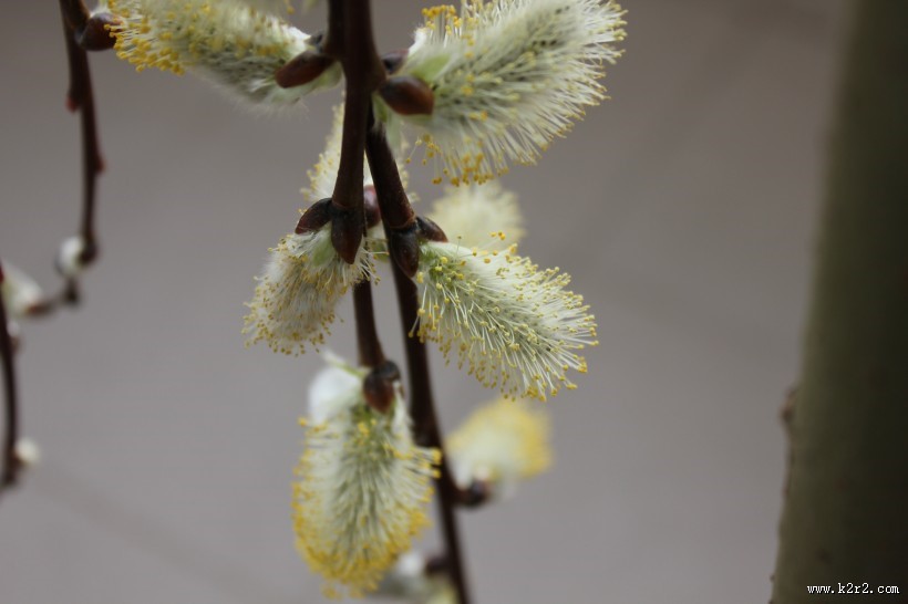 春天枝头的嫩芽图片