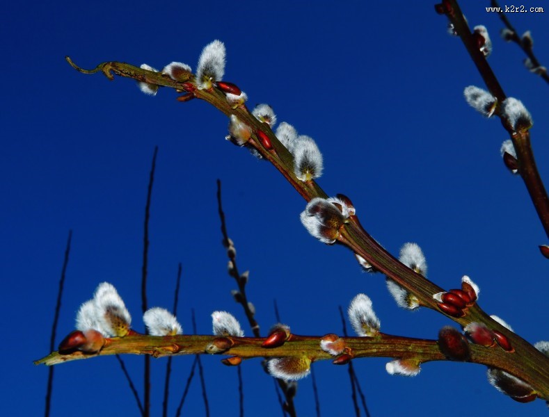春天枝头的嫩芽图片