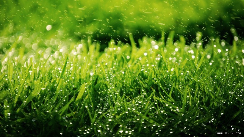 护眼的绿色植物图片大全