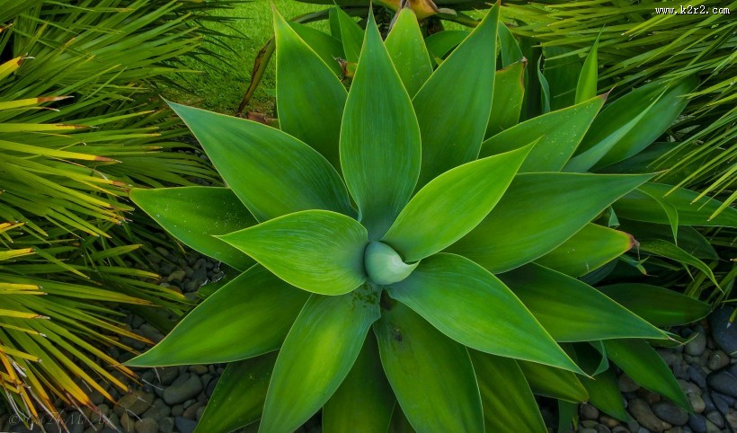 护眼的绿色植物图片大全
