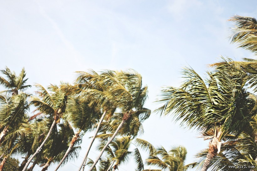 挺拔高大的椰树图片