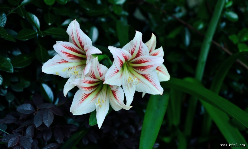 朱顶红花图片大全