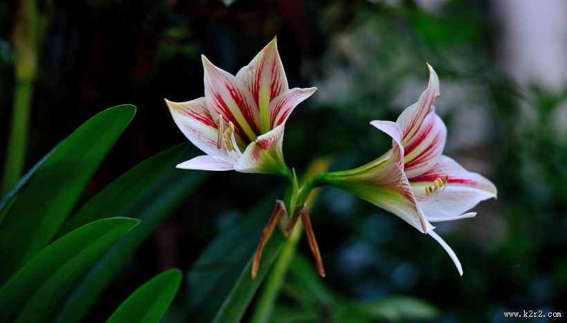 朱顶红花图片大全