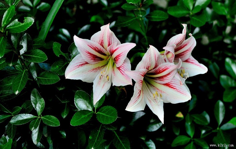 朱顶红花图片大全