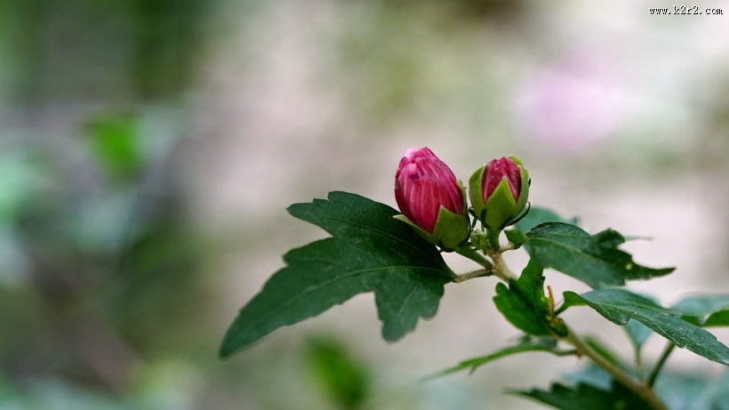 木槿花图片大全