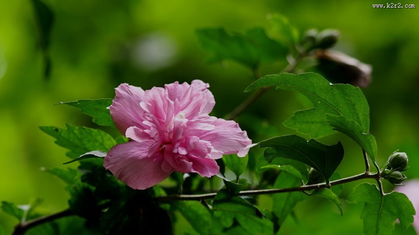 木槿花图片大全