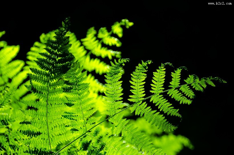 绿色的蕨菜图片