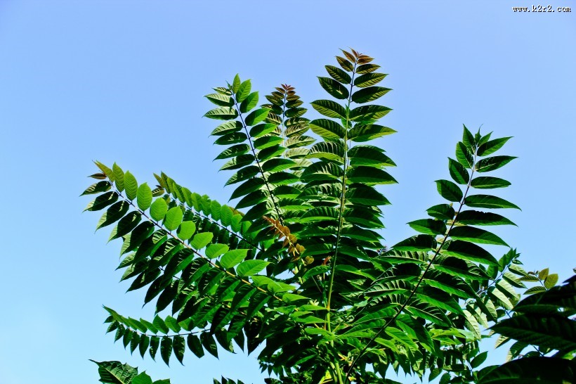 绿色的蕨菜图片