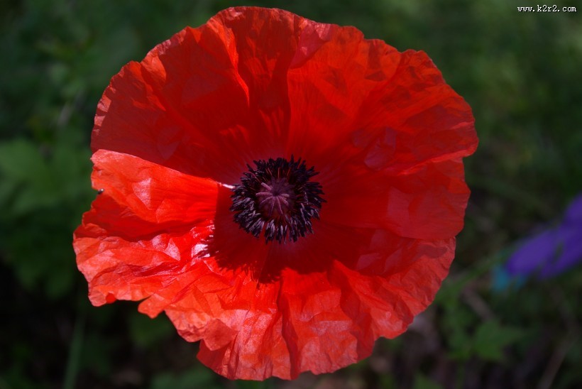 罂粟花高清图片