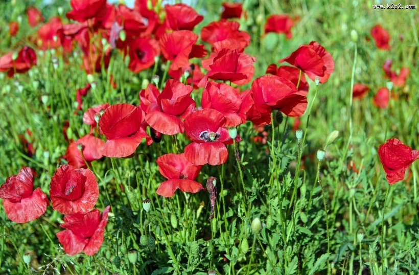 罂粟花高清图片