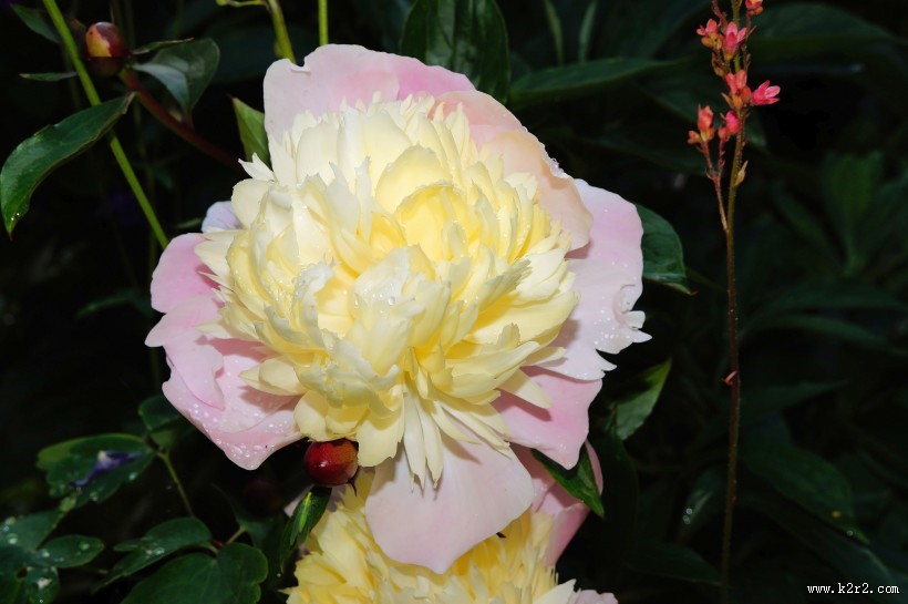 芍药花高清图片