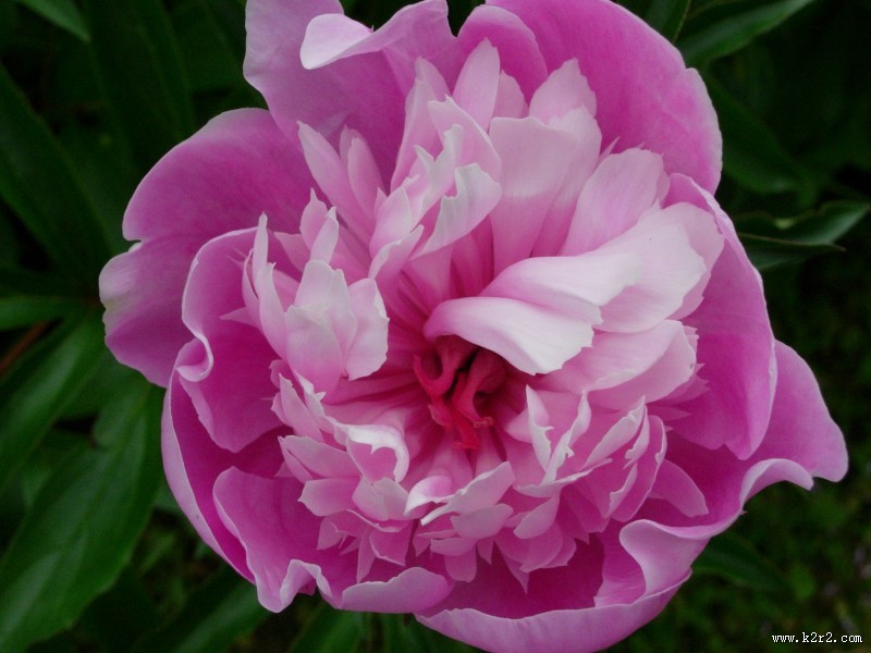 芍药花高清图片