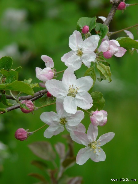 海棠花高清图片