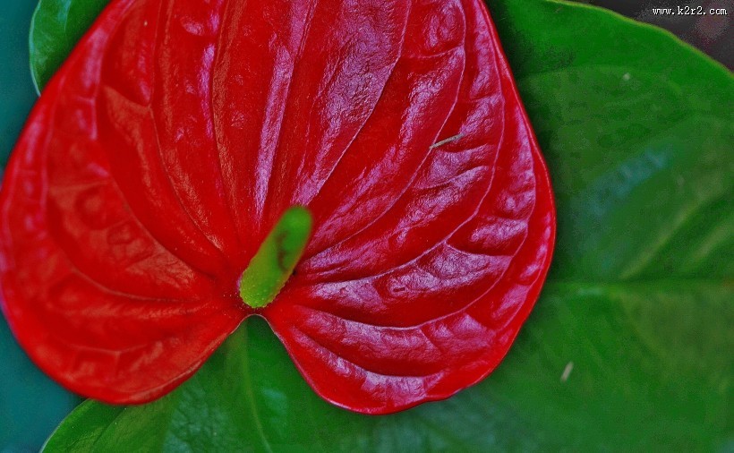 娇艳的红掌图片大全