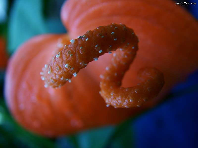 娇艳的红掌图片大全