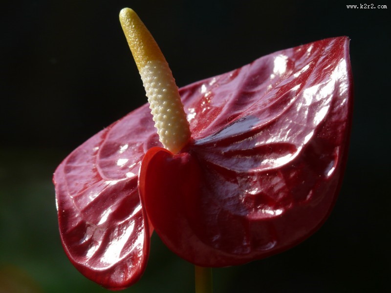 娇艳的红掌图片大全