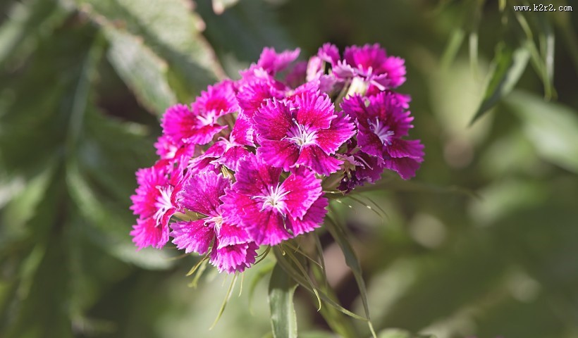 石竹高清图片