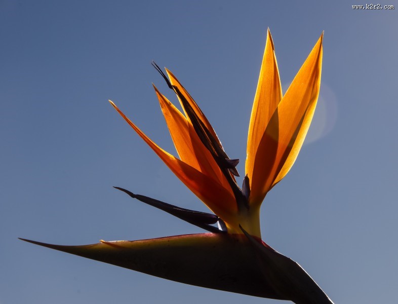 天堂鸟花高清图片