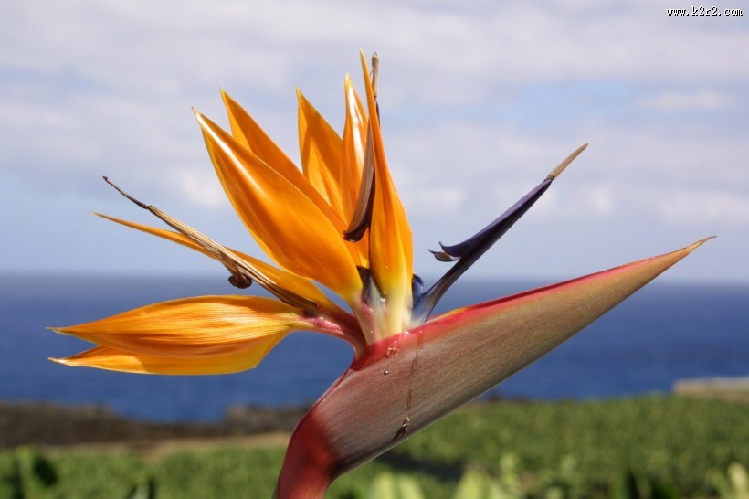天堂鸟花高清图片