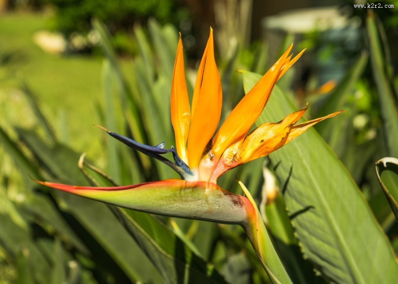 天堂鸟花高清图片