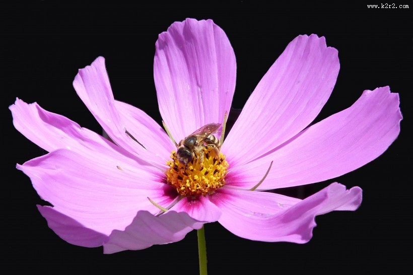 粉色波斯菊图片大全